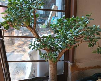 Potted Mature Jade Plant