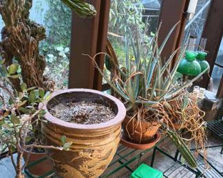 Potted Plants - Aloe Vera, Cereus Repandus Cactus