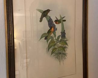 Antique gold leafed Gould lithograph with title page