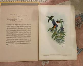 Important Gould gold leafed, hand colored lithograph with title page.