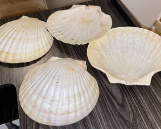 Large seashells