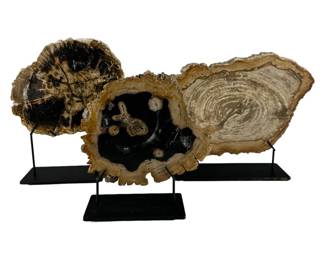 Natural Petrified Wood Slab Fossil Specimen 3p LOT