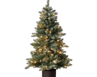 balsam fir