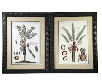 (2PC) PAIR PALM TREE PRINTS | Full color palm tree prints showing sliced cross- sections of the fruit with Latin labels in carved wood frame. 21in x 14in sight. - l. 23.5 x h. 30.5 in