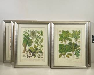 (15PC) FRAMED BOTANICAL PRINTS | Large lot of 15 framed botanical prints with English labels 14in x 10in sight. - l. 15.25 x h. 19.5 in