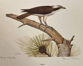 127 Dennis Puleston Osprey Lithomin