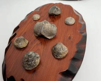 127 Brachiopoda Displaysmin