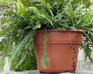 Lots of gorgeous plants