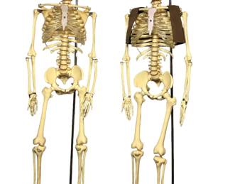 Two Anatomical Skeleton Models