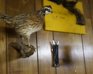 One of 4 taxidermy birds