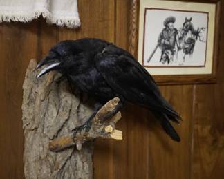 Taxidermy crow