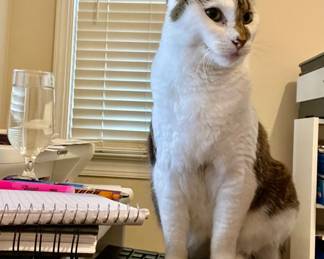 Darcy trying to come up with clever titles for our upcoming sales. She likes to write  her ideas down immediately and tweak them later. NFS kitty. 