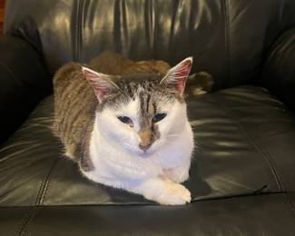 Unfortunately, when cannot think of anything, she smacks the computer on the floor. It is a cat thing. 