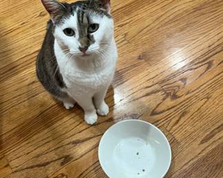 But even cute cats have to work. No work, empty bowl. NSF