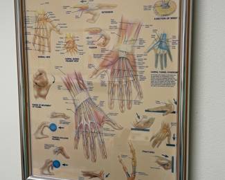 Various medical posters and charts 