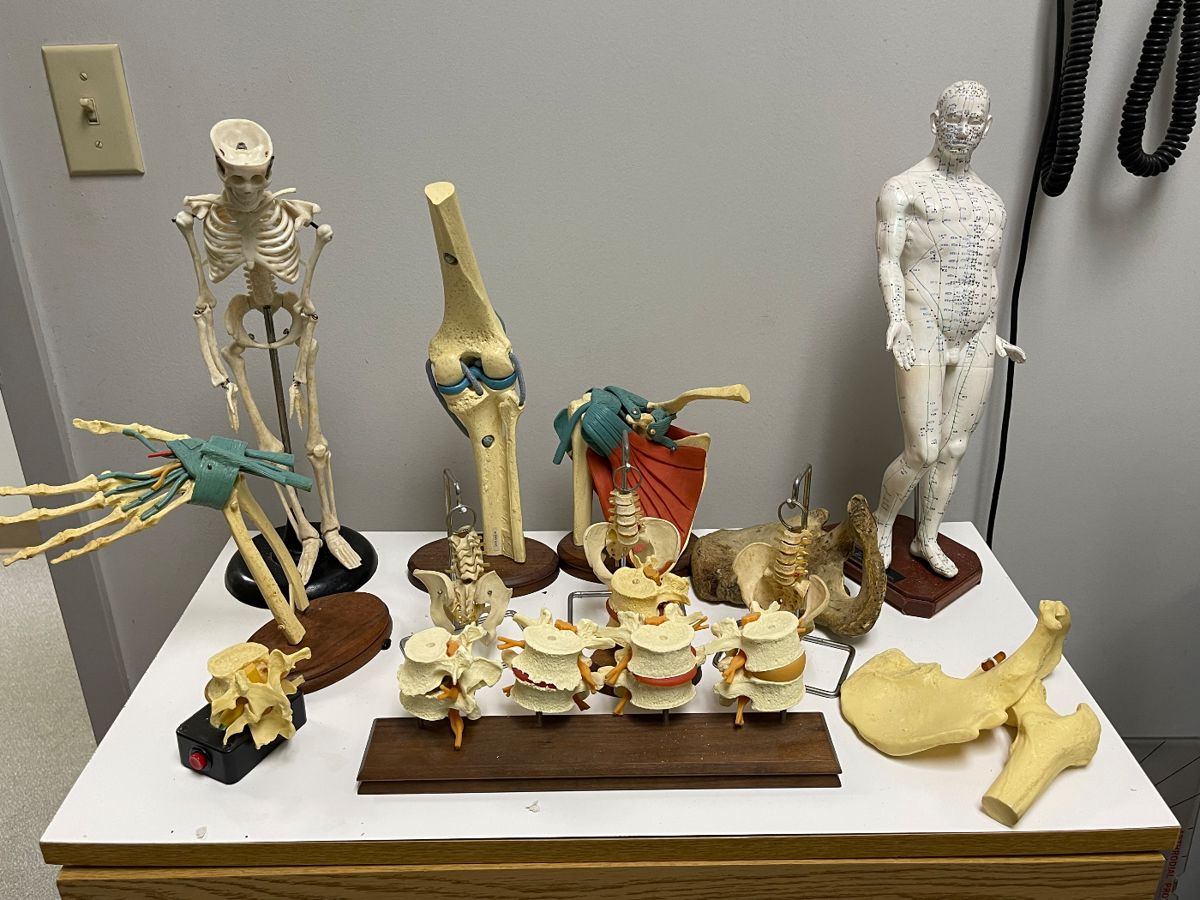 Various medical models 
