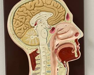 Medical model by cenco