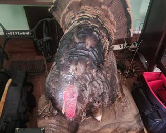 Turkey/taxidermy 