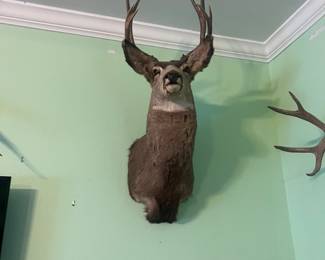 Deer head 