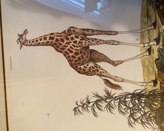 cclose up of Giraffe