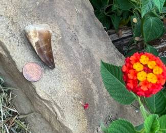 Authentic Mosasaurus Tooth!