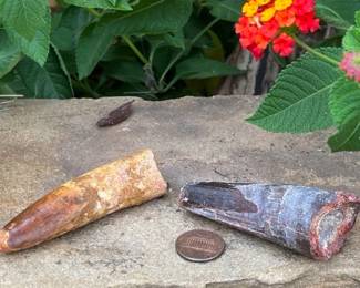 Authentic Spinosaurus Dinosaur Teeth from Morocco! Spinosaurus lived about 99 to 93.5 million years ago. It was a carnivore and was larger than the T-Rex!