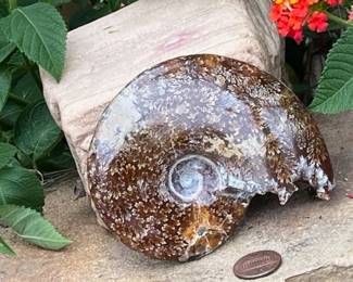 Ammonite