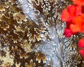 A close look at the sutures on the ammonite