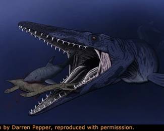 Mosasaurus is the type genus of the mosasaurs, an extinct group of aquatic squamate reptiles. It lived from about 82 to 66 million years ago during the Campanian and Maastrichtian stages of the Late Cretaceous
