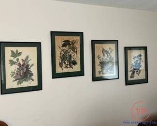 Audubon Colored Etchings (HAVELL)