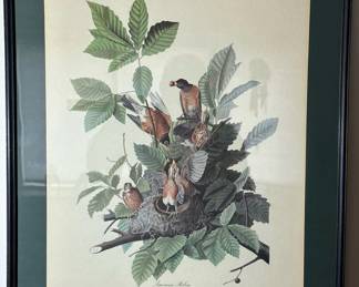 Audubon Colored Etching (HAVELL) "American Robin"