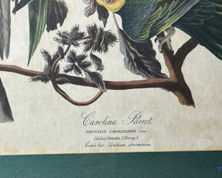 Audubon Colored Etching (HAVELL) "Carolina Parrot"