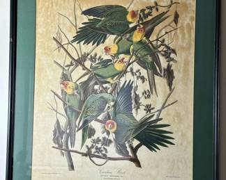 Audubon Colored Etching (HAVELL) "Carolina Parrot"