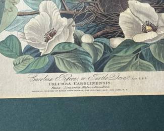 Audubon Colored Etching (HAVELL) "Carolina Pigeon or Turtle Dove"