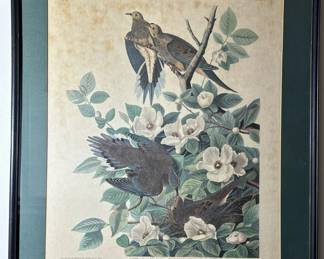 Audubon Colored Etching (HAVELL) "Carolina Pigeon or Turtle Dove"