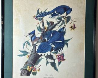 Audubon Colored Etching (HAVELL) "Blue Jay"