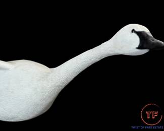 Original Hand Carved Flying Trumpeter Swan by PAUL A. JOHNSGARD