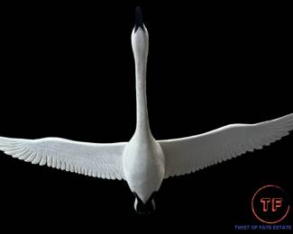 Original Hand Carved Flying Trumpeter Swan by PAUL A. JOHNSGARD