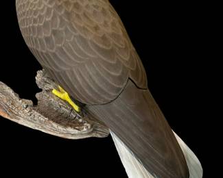 Original Hand Carved Bald Eagle by PAUL A. JOHNSGARD - Previously on Display National Bank of Commerce in Lincoln Nebraska