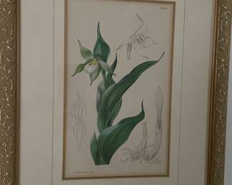 Botanical prints