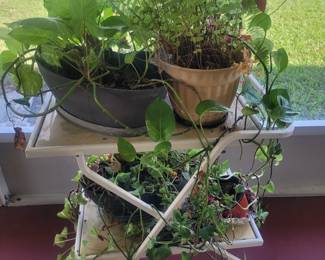 Tea cart and plants