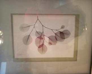 Botannical print - signed A Kohn, set of 4