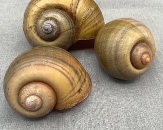 3 Large Gastropod Shells