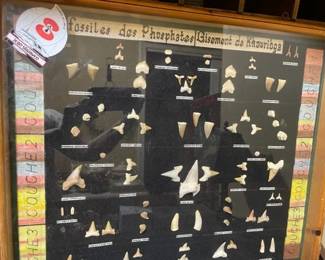 Fossils des Phosphates display board.