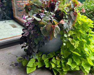 Huge ceramic pots x 4