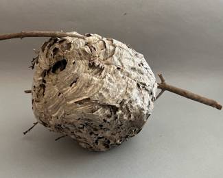 Paper Wasp Nest
