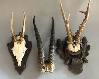 Austrian Black Forest Antler Mount Trophies (sold individually)