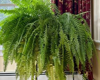 (2) Ferns on Plant Stands