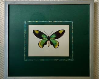 (6) Framed Butterfly Prints