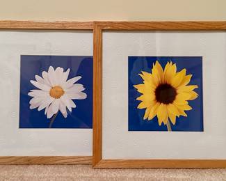 Daisy & Sunflower Photographs